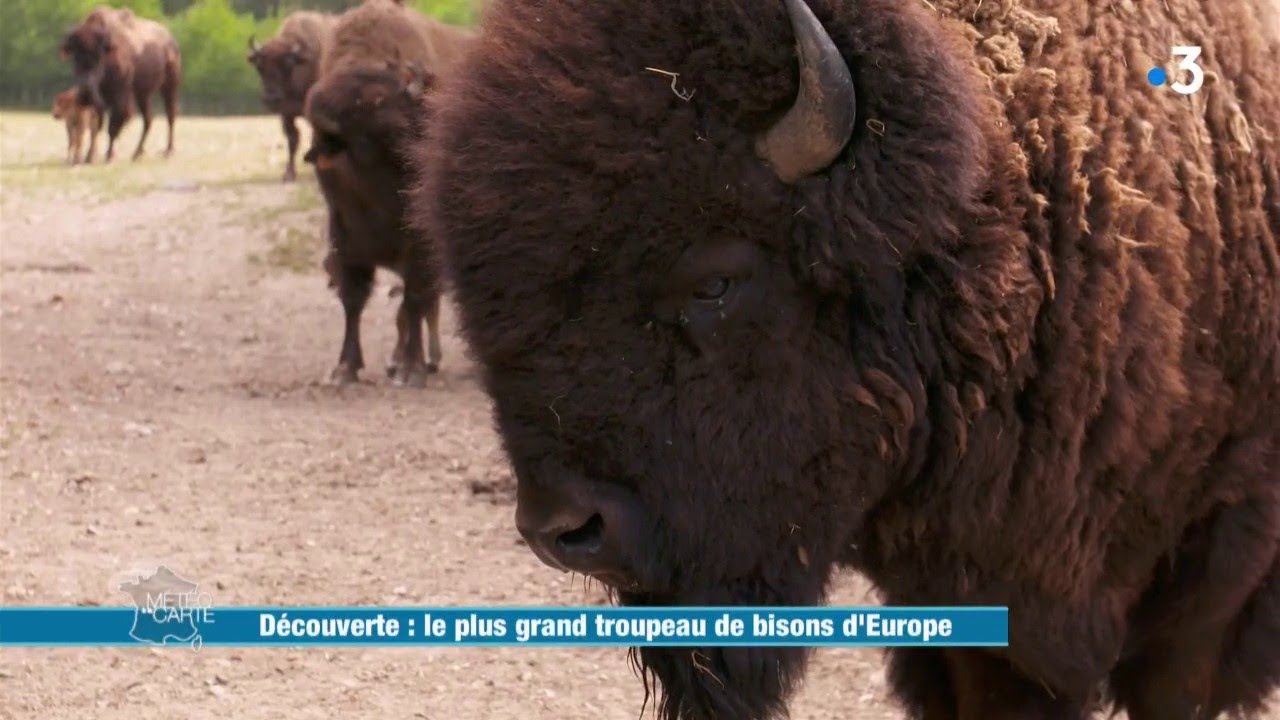 Le plus grand troupeau de bisons d'Europe - Météo à la carte
