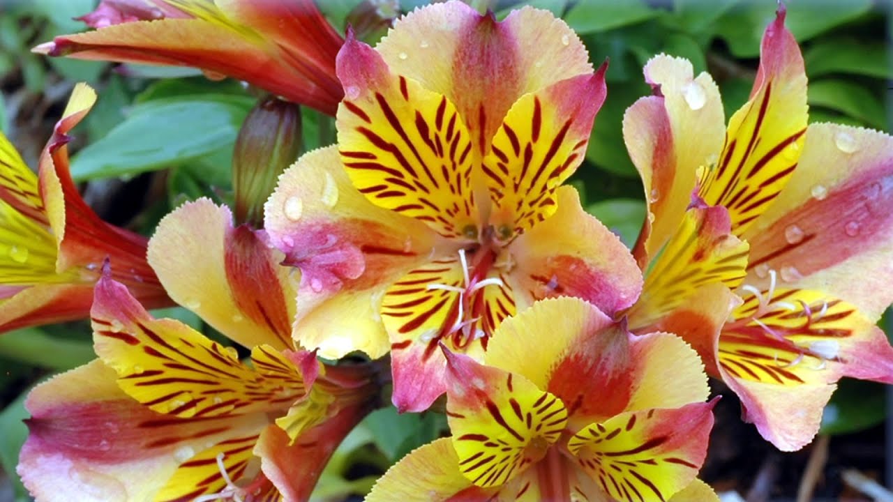 The Garden Gurus - Plant Deal of the Week  Princess Lilies