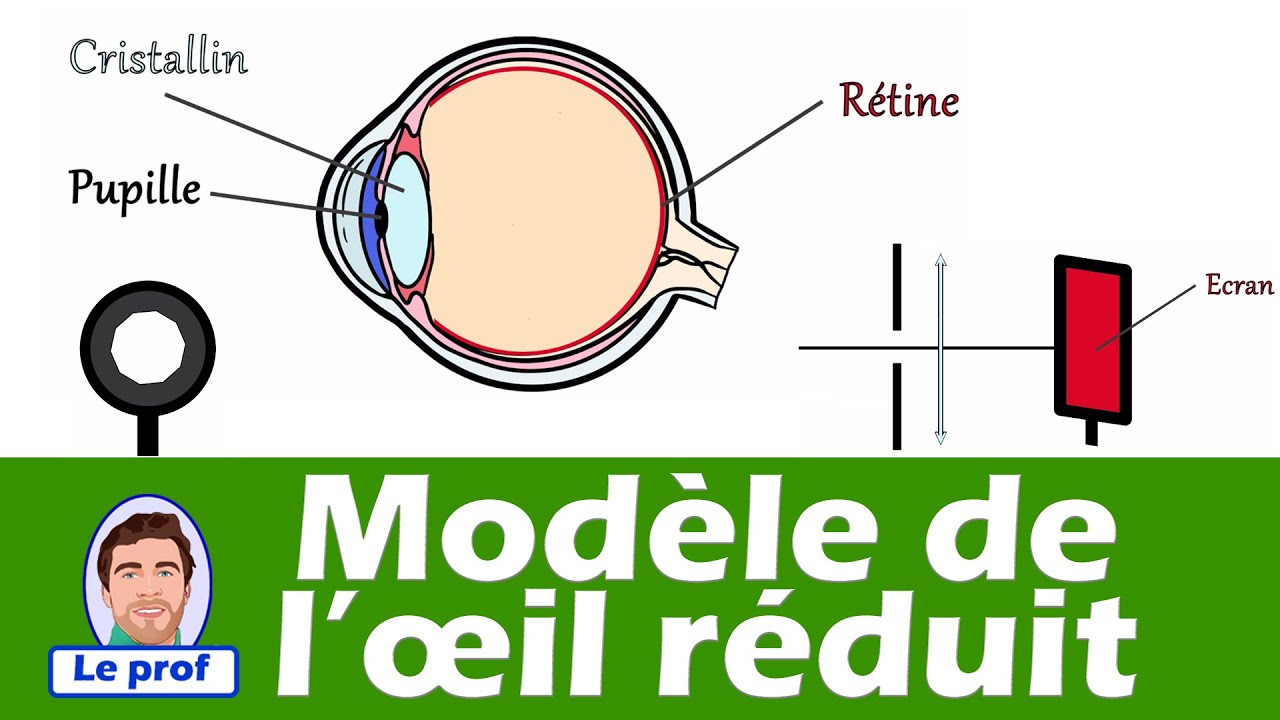 Modèle réduit de l'oeil 👁️ (vision et image) | Physique - Chimie