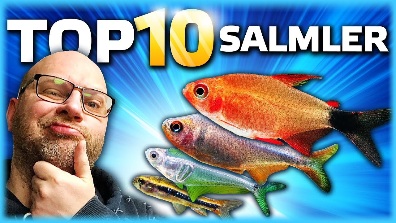10 Salmler für Dein Aquarium