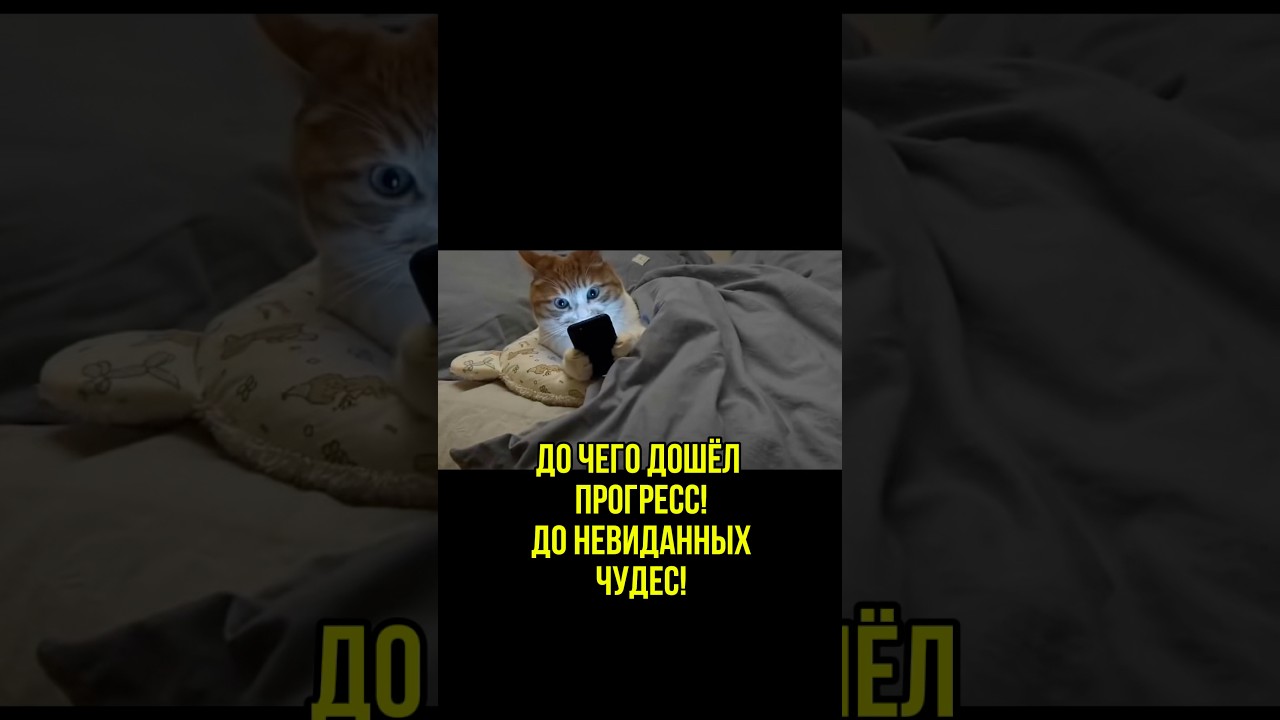 Я в детстве так книжку прятала)) #веселыекоты #прикольныекоты