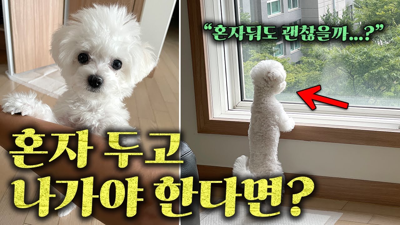 강아지 혼자 두고 나갈 때 꼭 알아두세요. l 강아지 분리불안