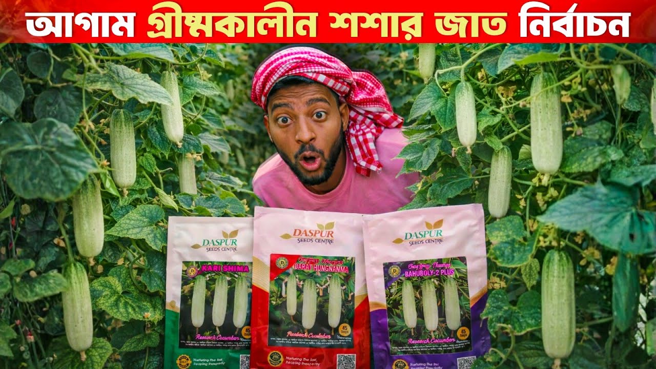 আগাম গরমের সাদা,দেশি শসা ,এই জাতগুলোই হবে এ-বছরের বাজার হিট,লম্বা সময় ফল দেয়,রোগ কম,চাহিদা বেশি।