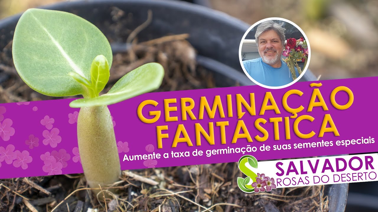 NUNCA IMAGINEI QUE ISSO AUMENTARIA A TAXA DE GERMINAÇÃO DE MINHAS SEMENTES