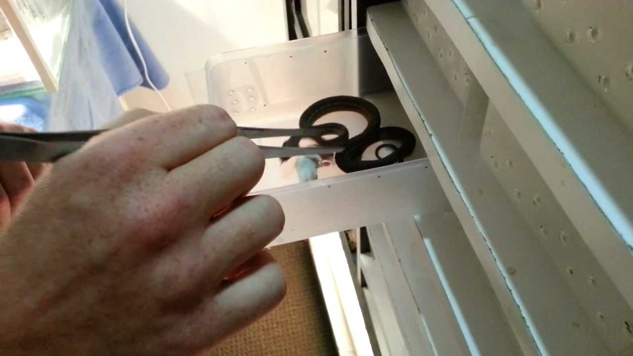 Part 1 Feeding Hatchling Carpet Pythons