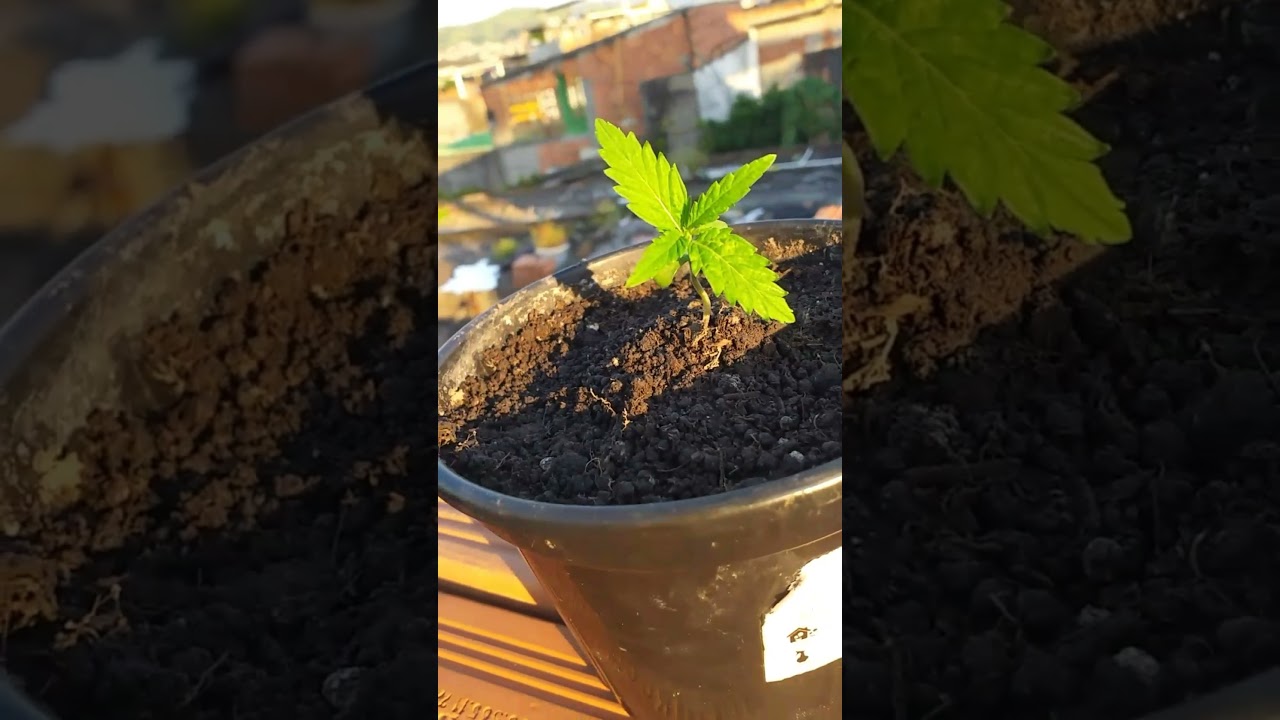 COMO PLANTAR MACONHA SEM ESTUFA: 1 SEMANA DE VIDA EVOLU&Ccedil;&Atilde;O DA PLANTA ((CULTIVO OUTDOOR))