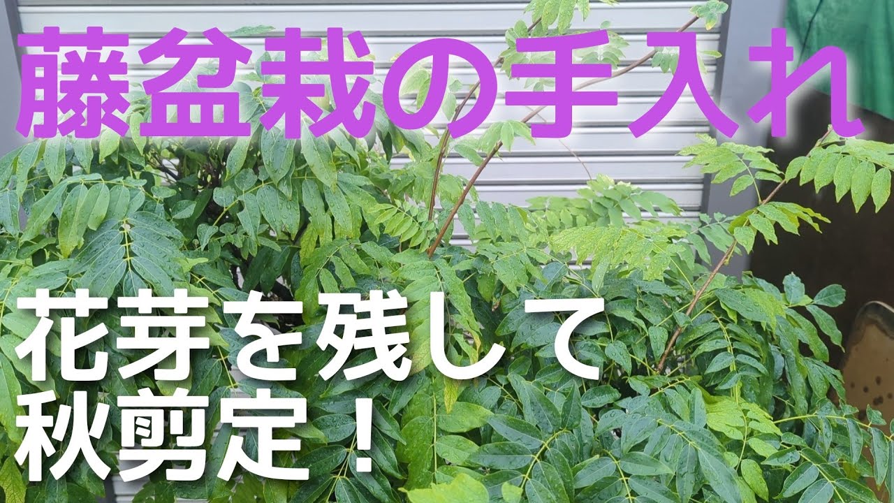 盆栽の手入れ 花芽を残して秋剪定！