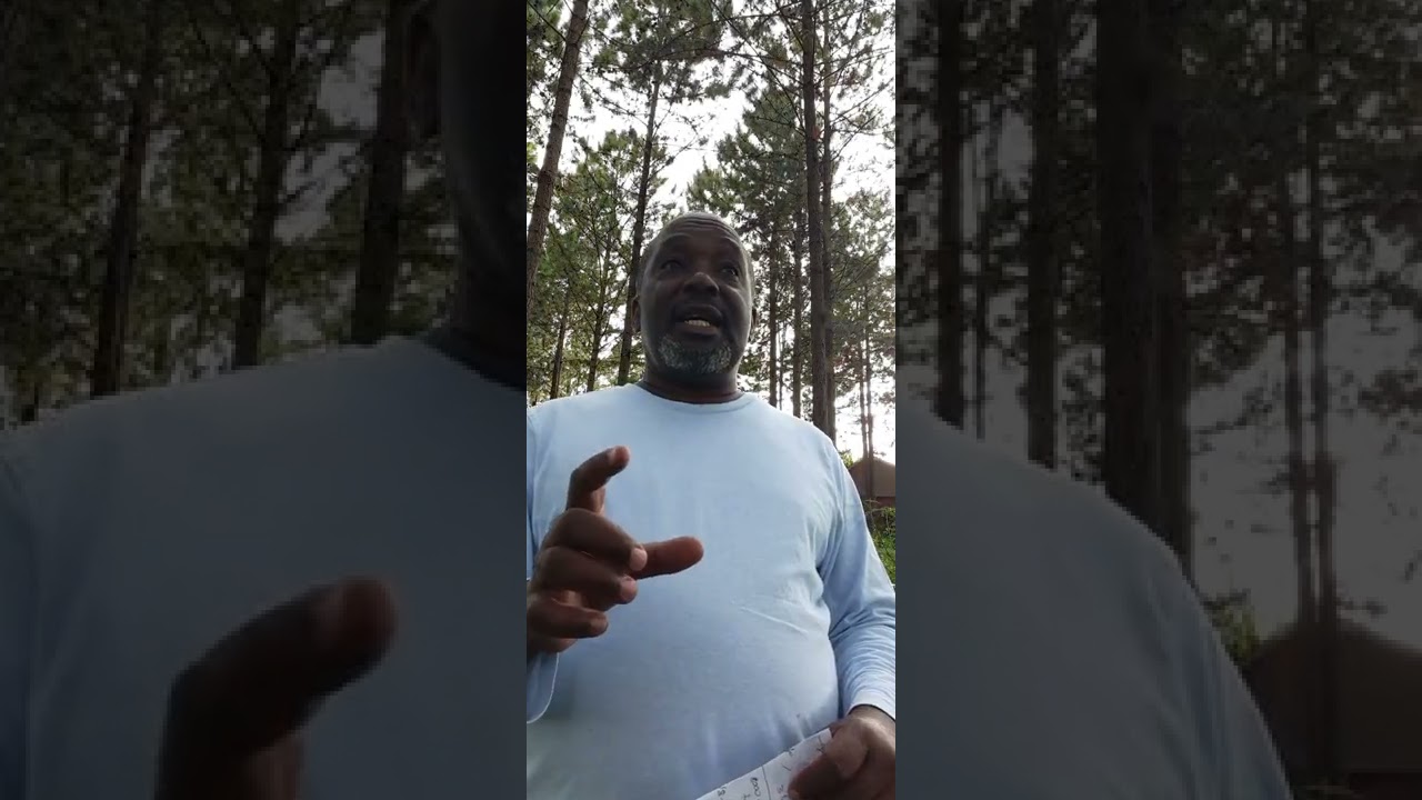 pine tree growing in uganda. harvesting