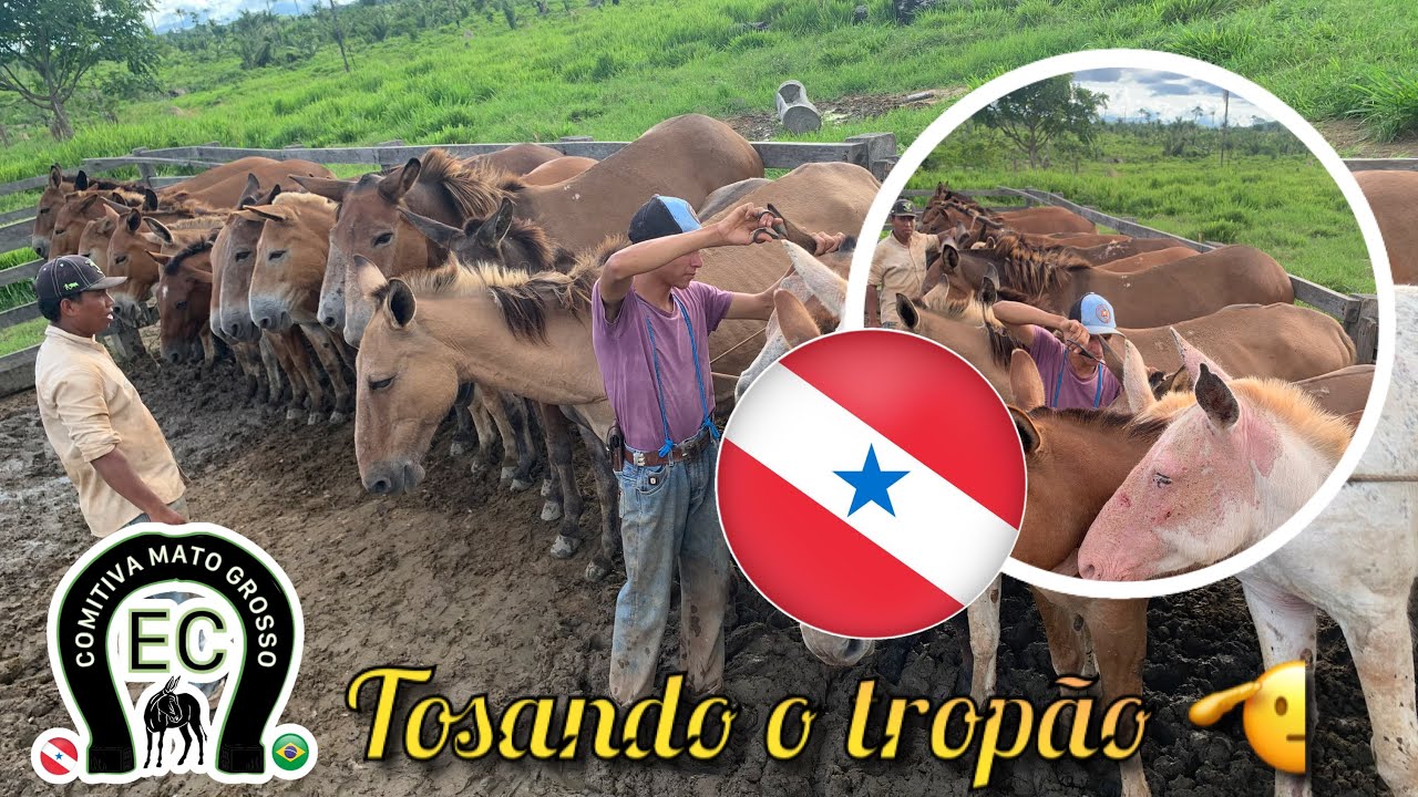 Comitiva Mato grosso nos preparativos, pra mais uma jornada 🫡