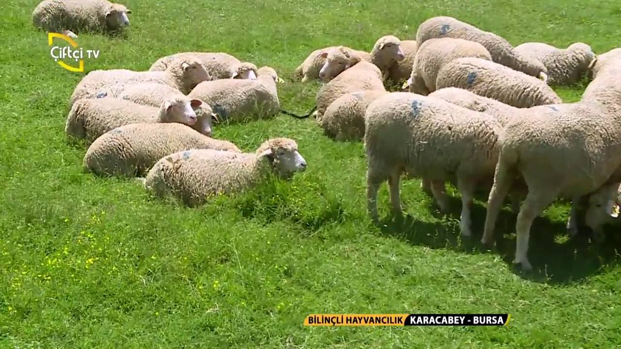 Bilinçli Hayvancılık-Merinos Koyun Yetiştiriciliği