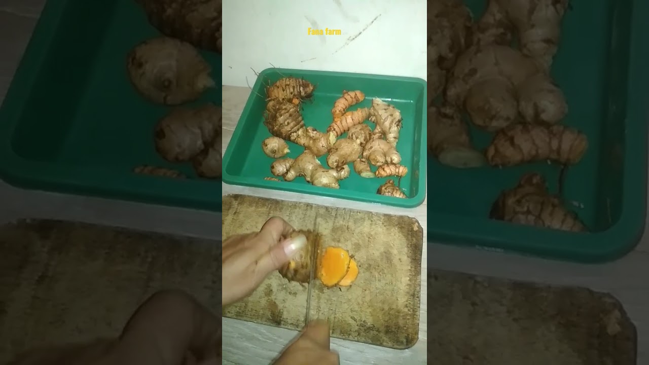 [PART 1] cara membuat jamu untuk ayam kesayangan