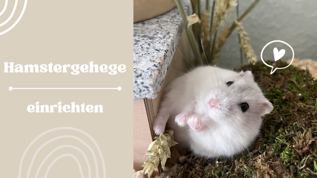 Hamstergehege einrichten für Zwerghamster 🤍 | Hamsterstübchen