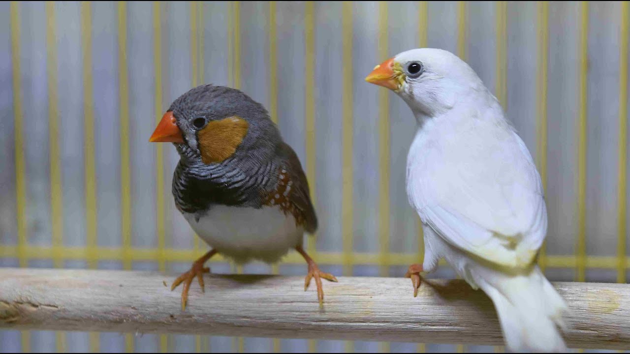 Mrs & Mr Finch - Life cycle of finch birds