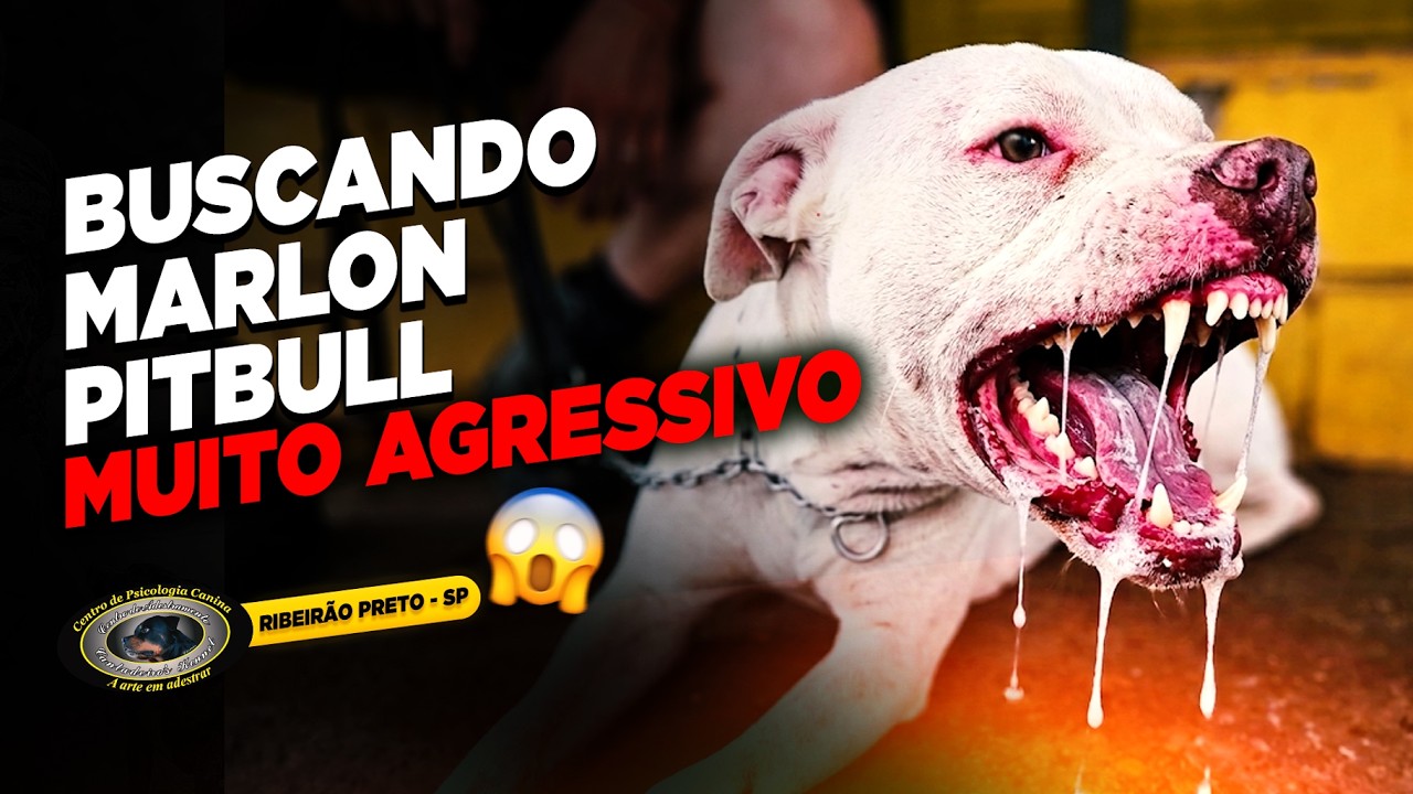 INÍCIO DA JORNADA: COMO LEVAMOS MARLON PITBULL PARA O CANTADEIRO'S KENNEL