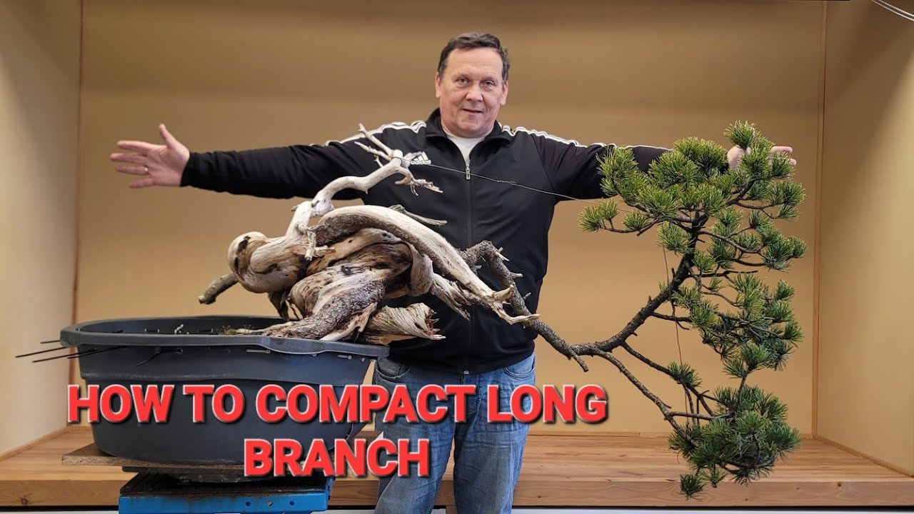 OLD MUGO BONSAI  PINE - HOW TO COMPACT LONG BRANCH