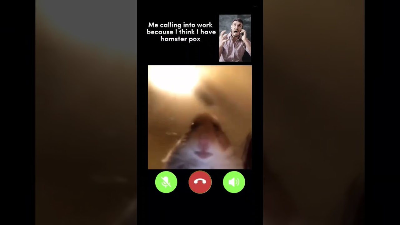Hamster Call #hamsters #call