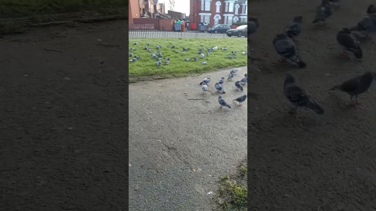 Pigeons Feeding in the Park: A Peaceful Reflection with Tasbih