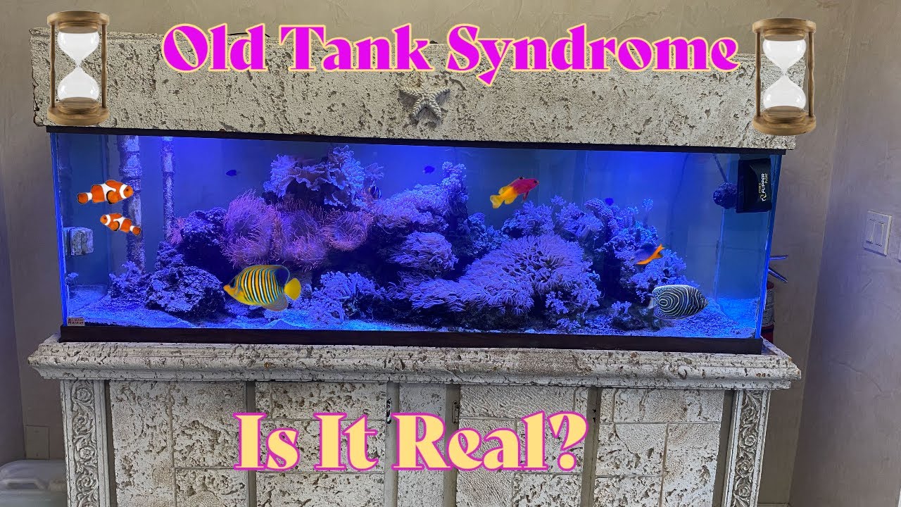 Saltwater fish tank (old tank syndrome)