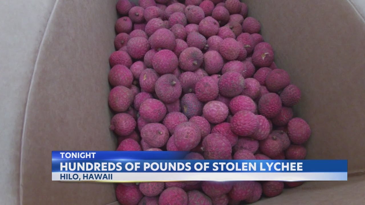 Hundreds of pounds of lychee stolen from a Big Island farm