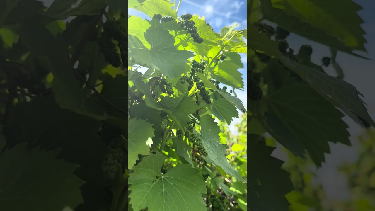Grape Buds 🍇