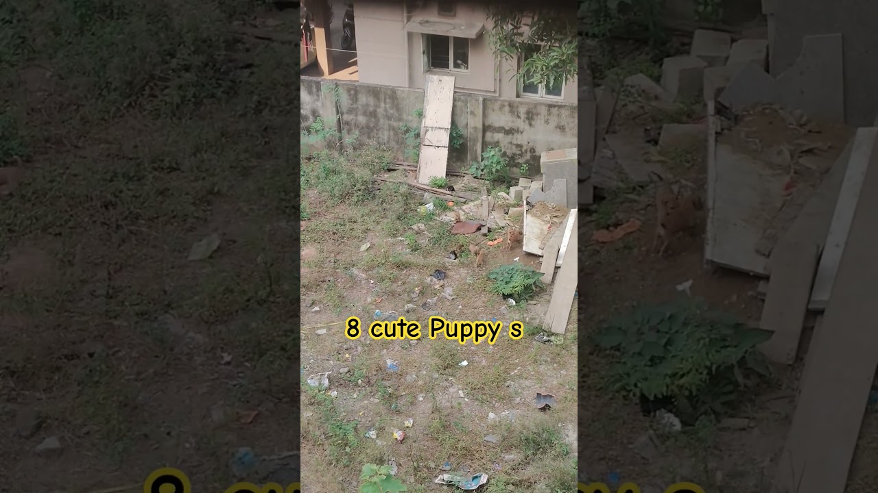 Eight cute puppies 