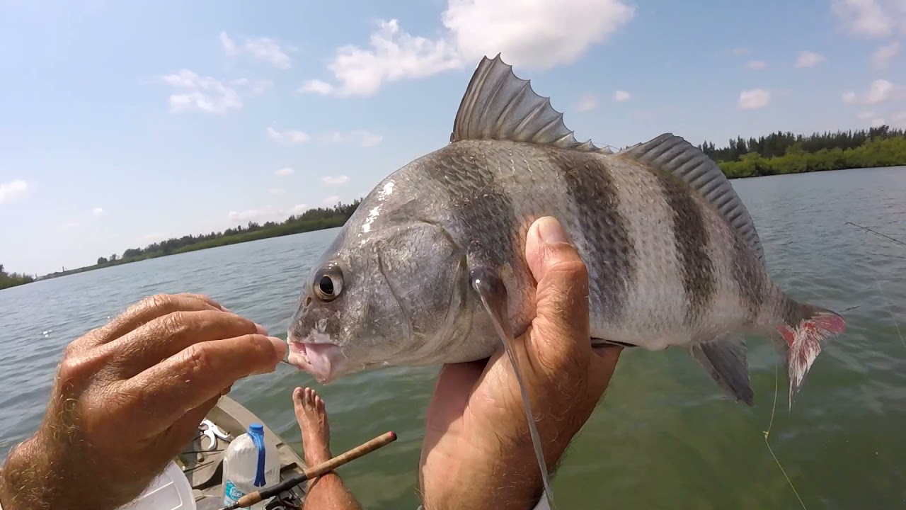 Vero Beach Fishing Sheepshead and Black Drum
