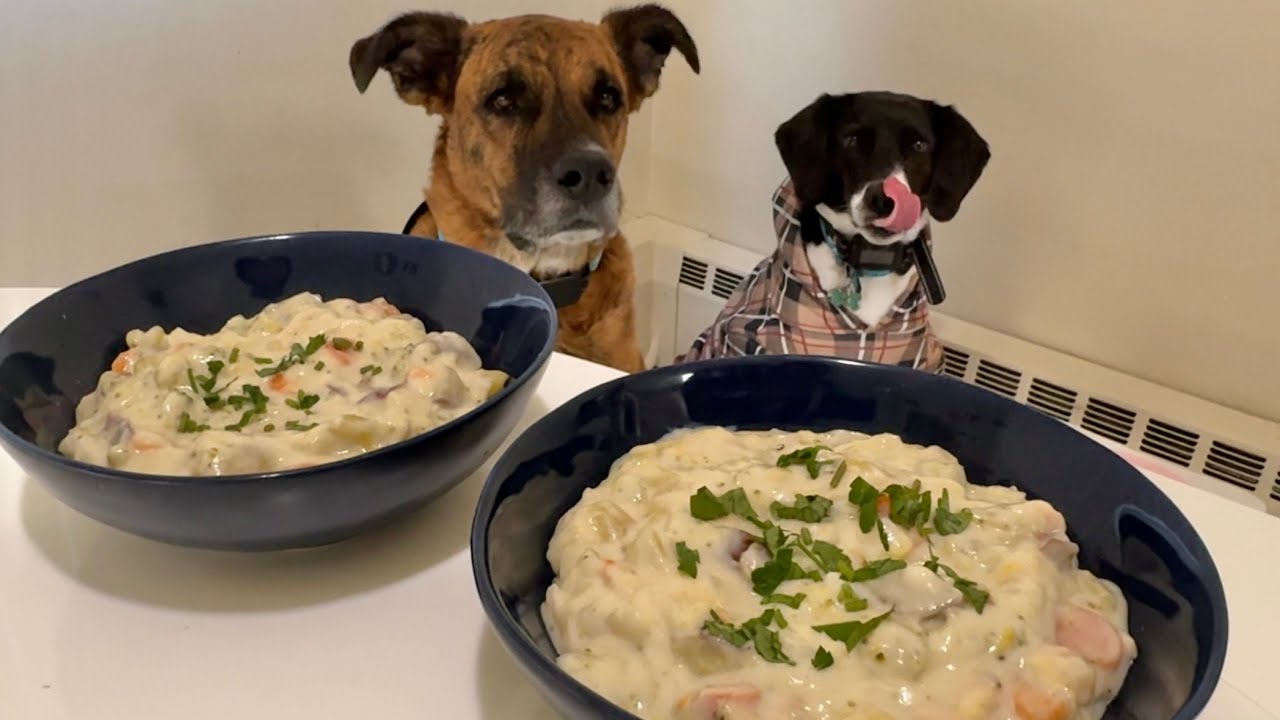 Chowder for Dogs | Cooking for Dogs |Vlog