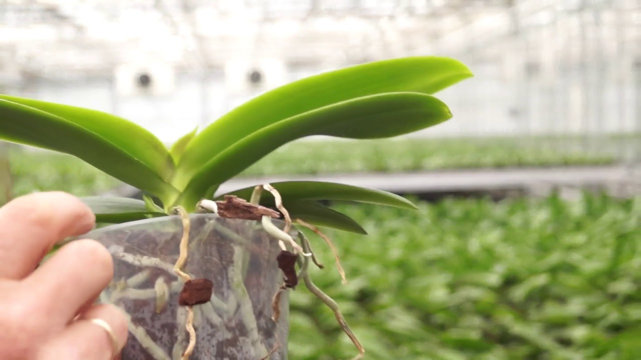 Wie bekomme ich meine Orchidee zum Blühen
