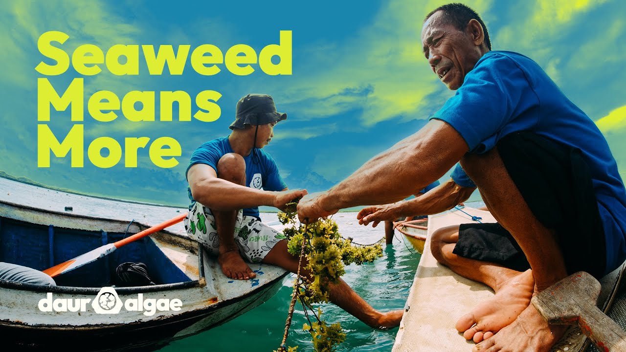 DAUR ALGAE — Seaweed Means More | Company Profile