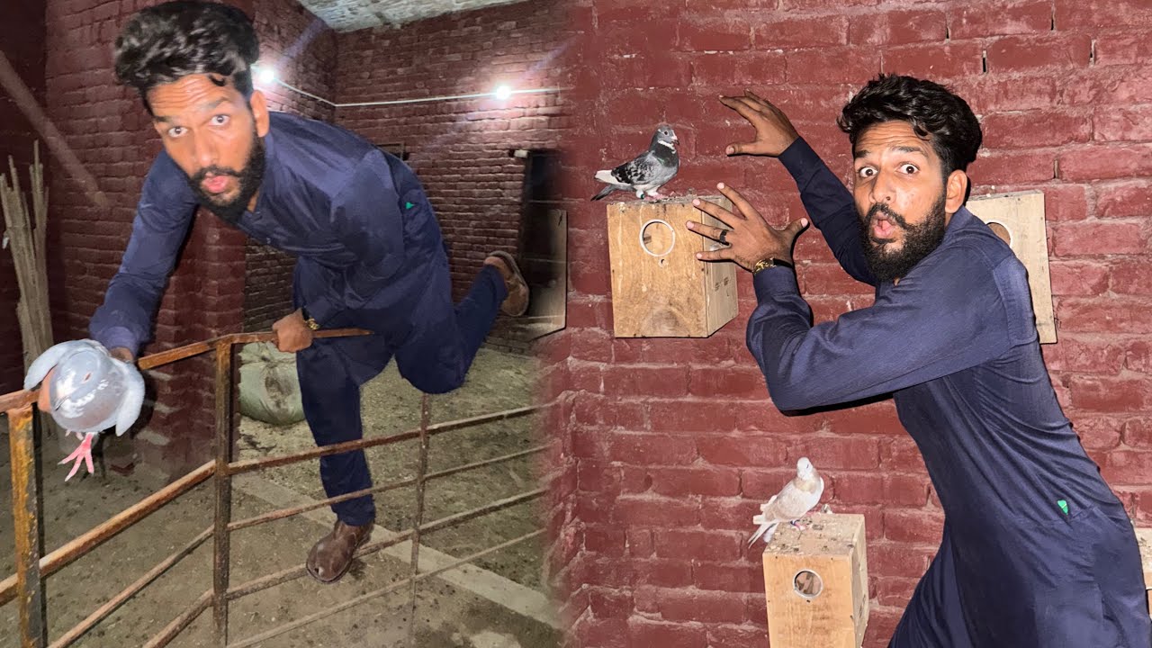 Aaj Raat Kay time kisi Kay Ghar sa racer kabutar chori kar liya 😳😱