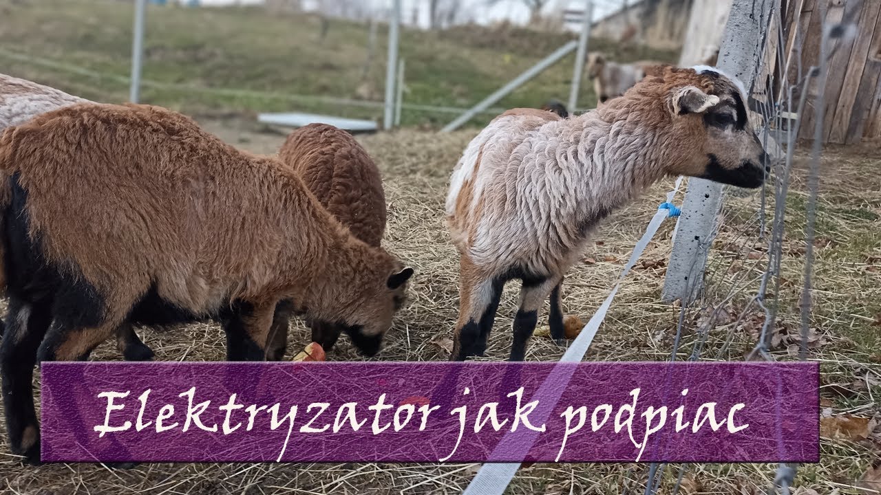 Podpięcie elektryzatora, do ogrodzenia elektrycznego jak to zrobic