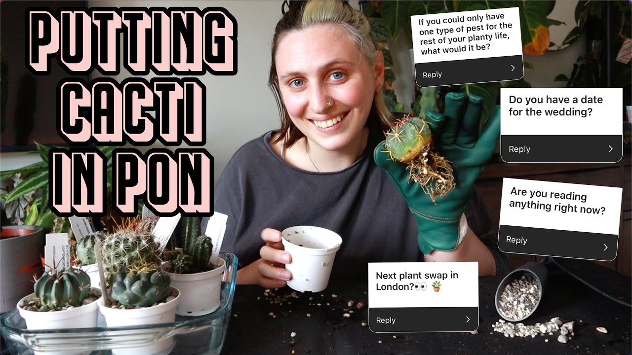 giving my cacti the substrate they deserve (semi-hydro) 🌵 Repot & Chat