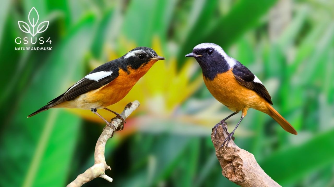 Peaceful Birds Chirping | Nature Sound for Focus, Study, Relaxation, and Peaceful Sleep