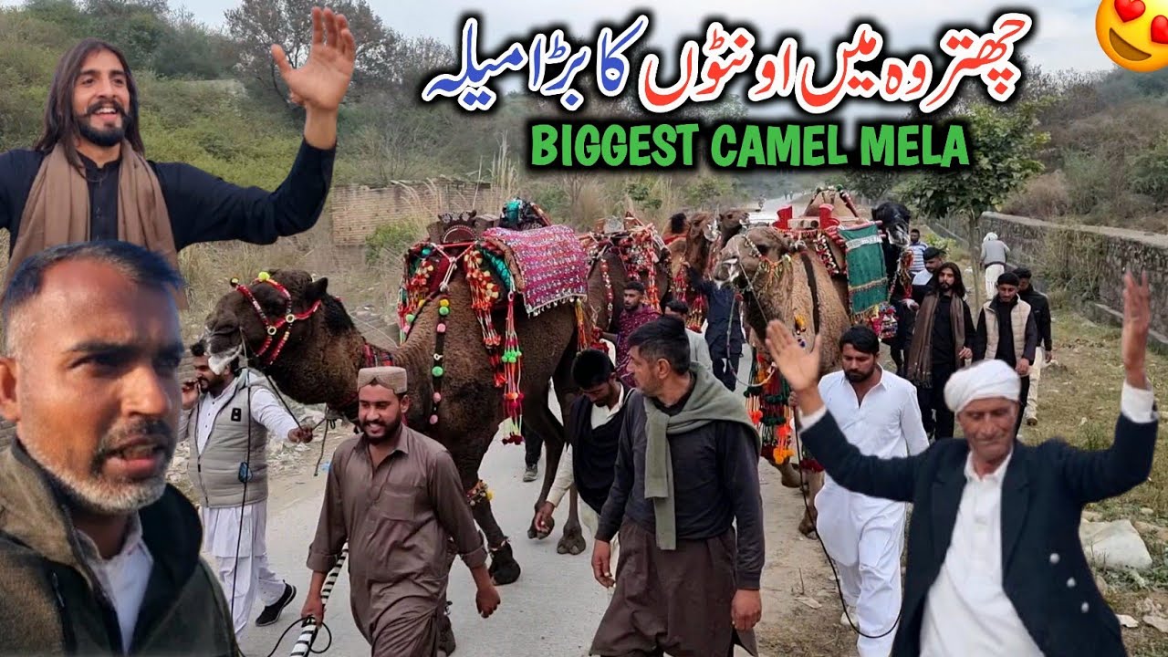 Biggest Camel Mela In Chattroh Dadyal Azad Kashmir || Chattroh Walo Ka Dhool Par Dance