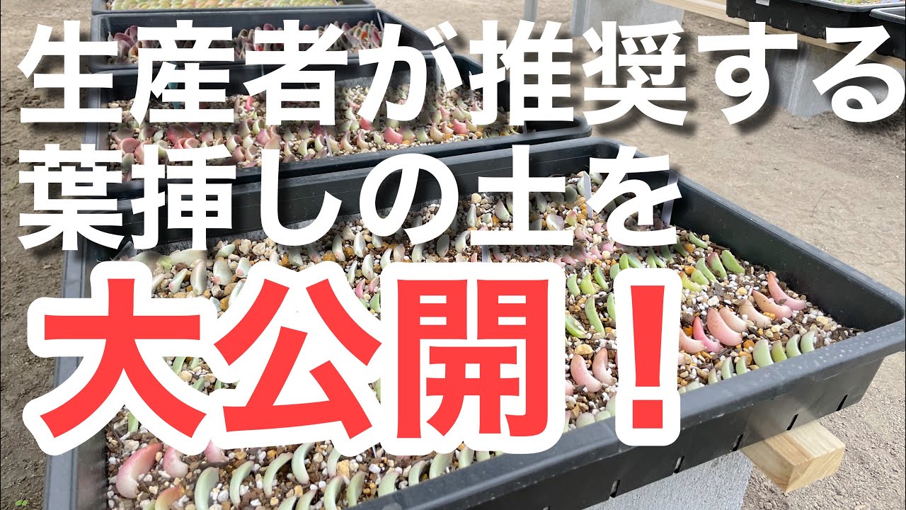 【多肉植物】 葉ざしの土ってどんなものがいいの？生産者が教える葉ざしに向いている土の特徴とは ＃多肉＃多肉植物＃多肉の育て方