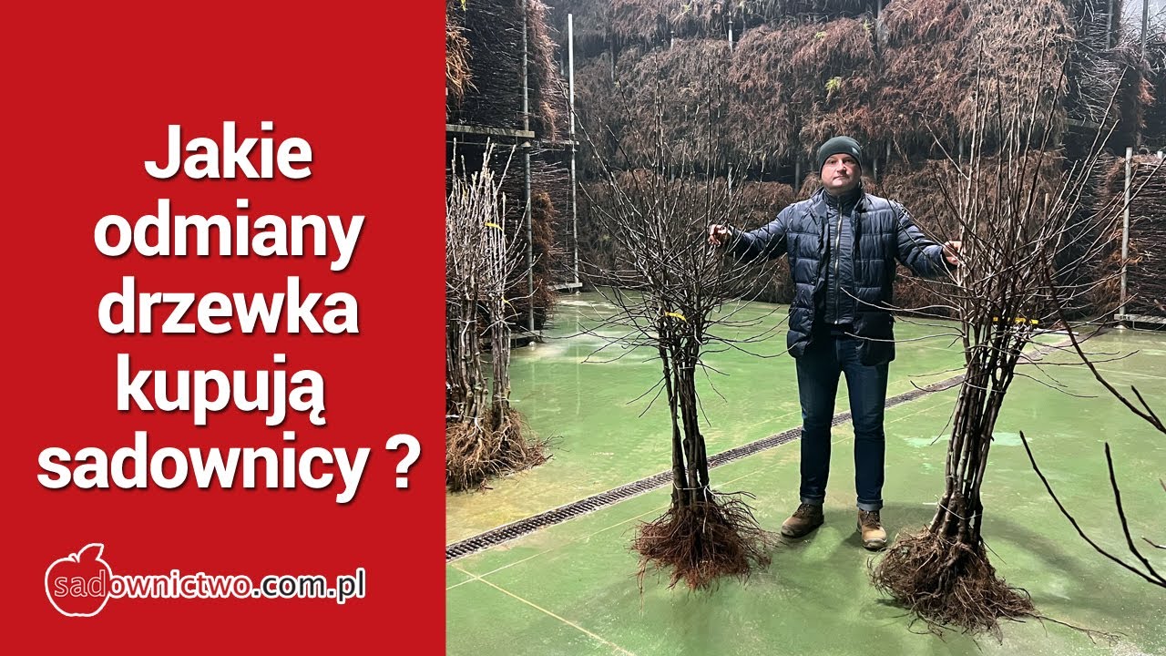 Jakie odmiany i drzewka kupują sadownicy w szkółce Jan Kozerski ?