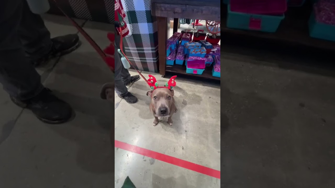 When you find a new Christmas tradition with your dog #dogshorts #dogchristmas #bassproshop