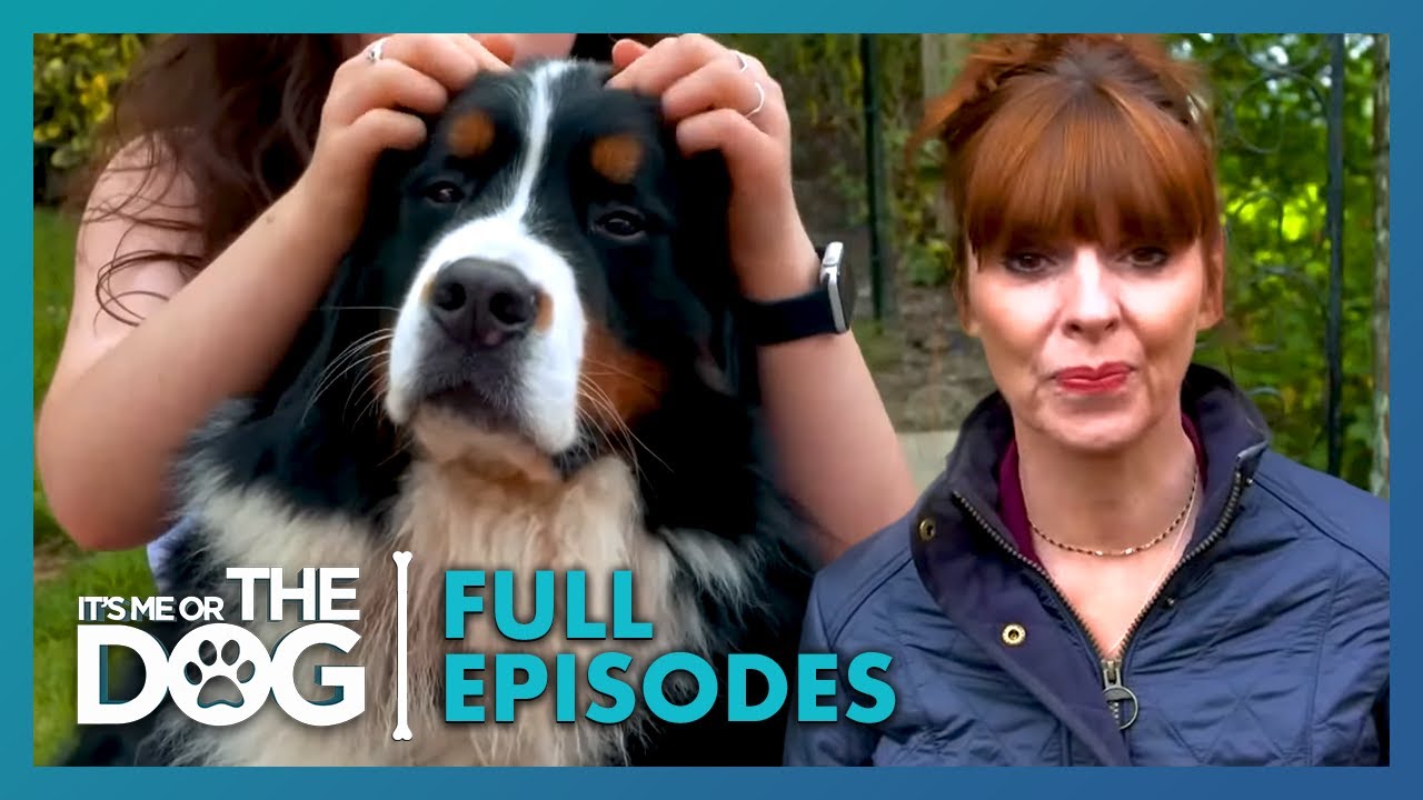 Saffie & Yogi: The Colossal Canines | Season 1 Episode 16 | It's Me or the Dog UK (2021)