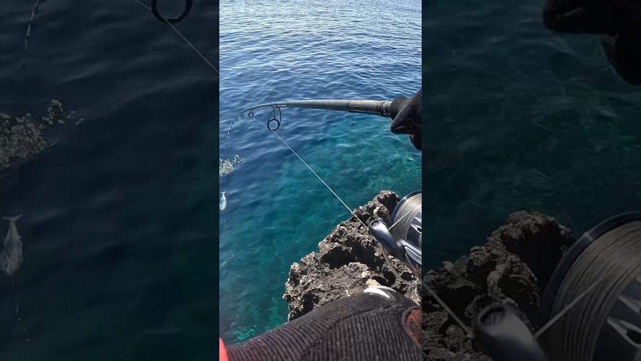Fishing from the Rocks CROATIA #croatia #fishing #fish #hrvatska #spinfishing #fishingtips
