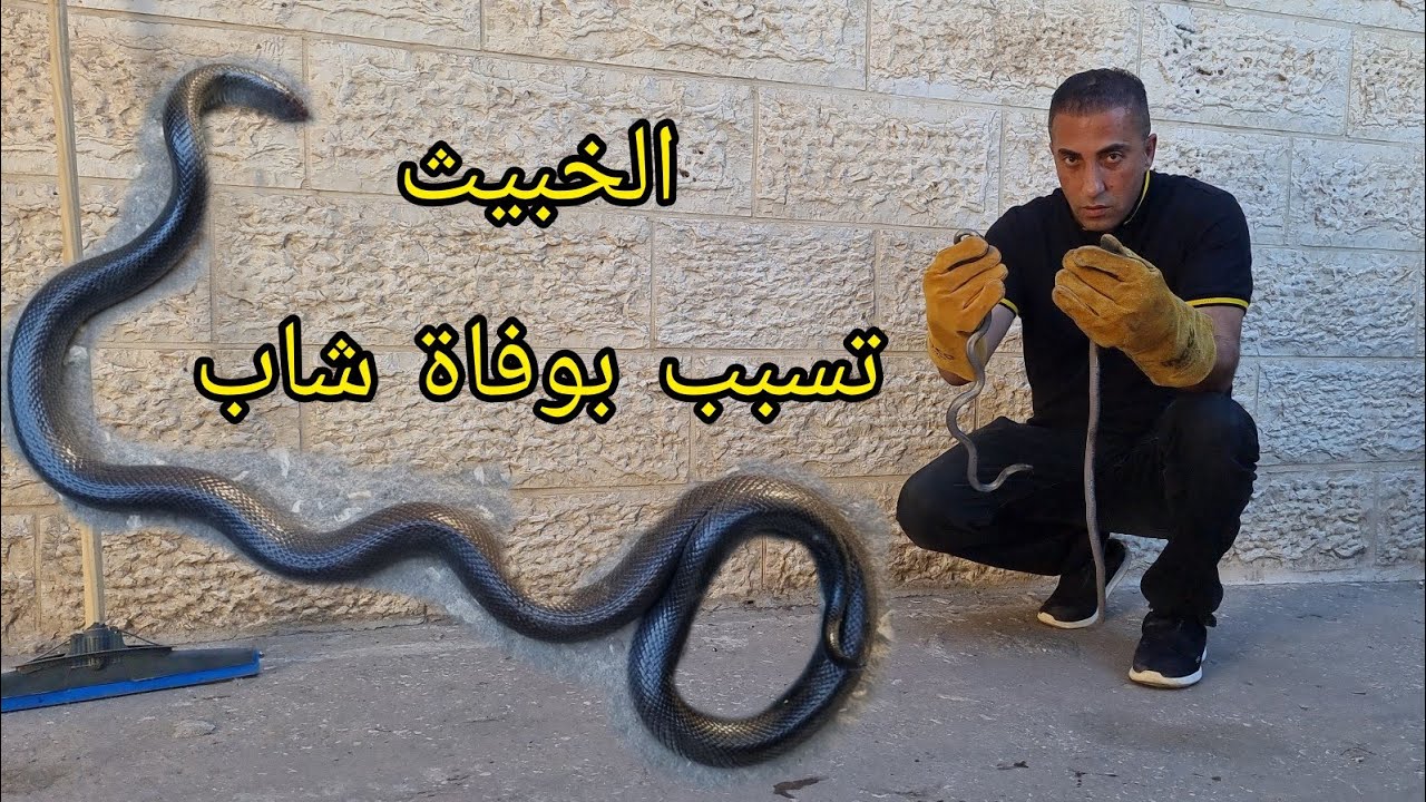 بهذه الطريقة لدغ الاسود الخبيث الرجل قبل اسبوع  وتوفي اليكم التفاصيل بالدقة - جمال العمواسي