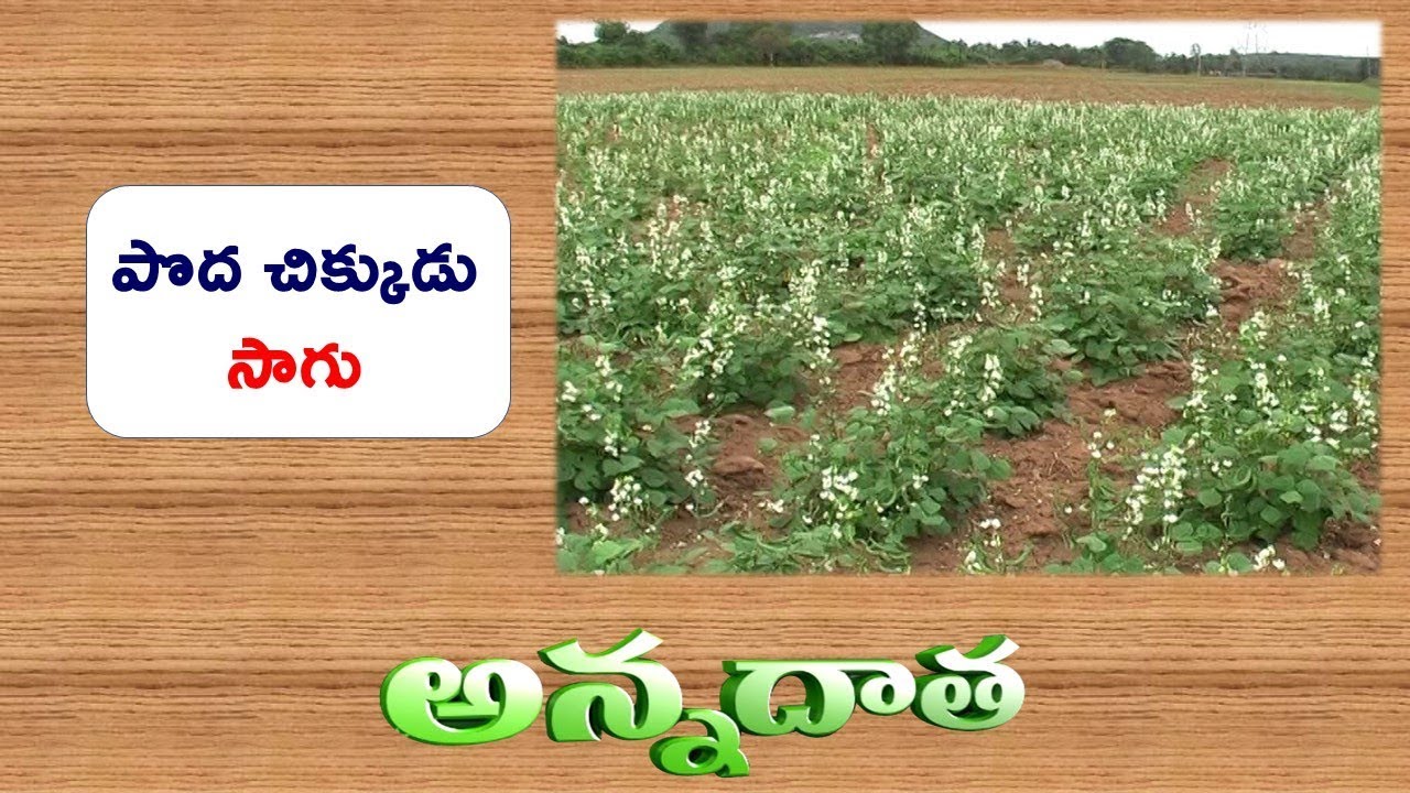 Cultivation Practices of Field Bean | Poda Chikkudu || EtvAnnadata