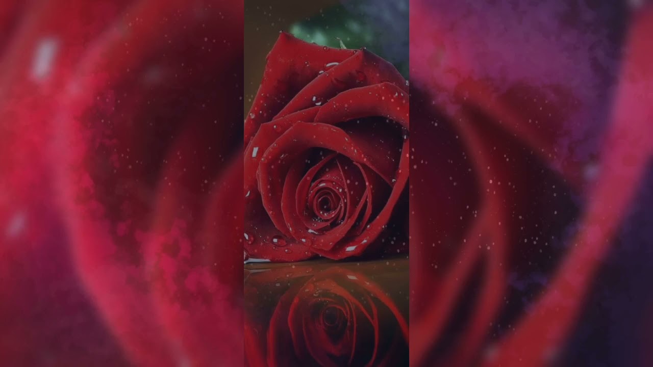 لومي علي .. الموسيقار علي ماهر