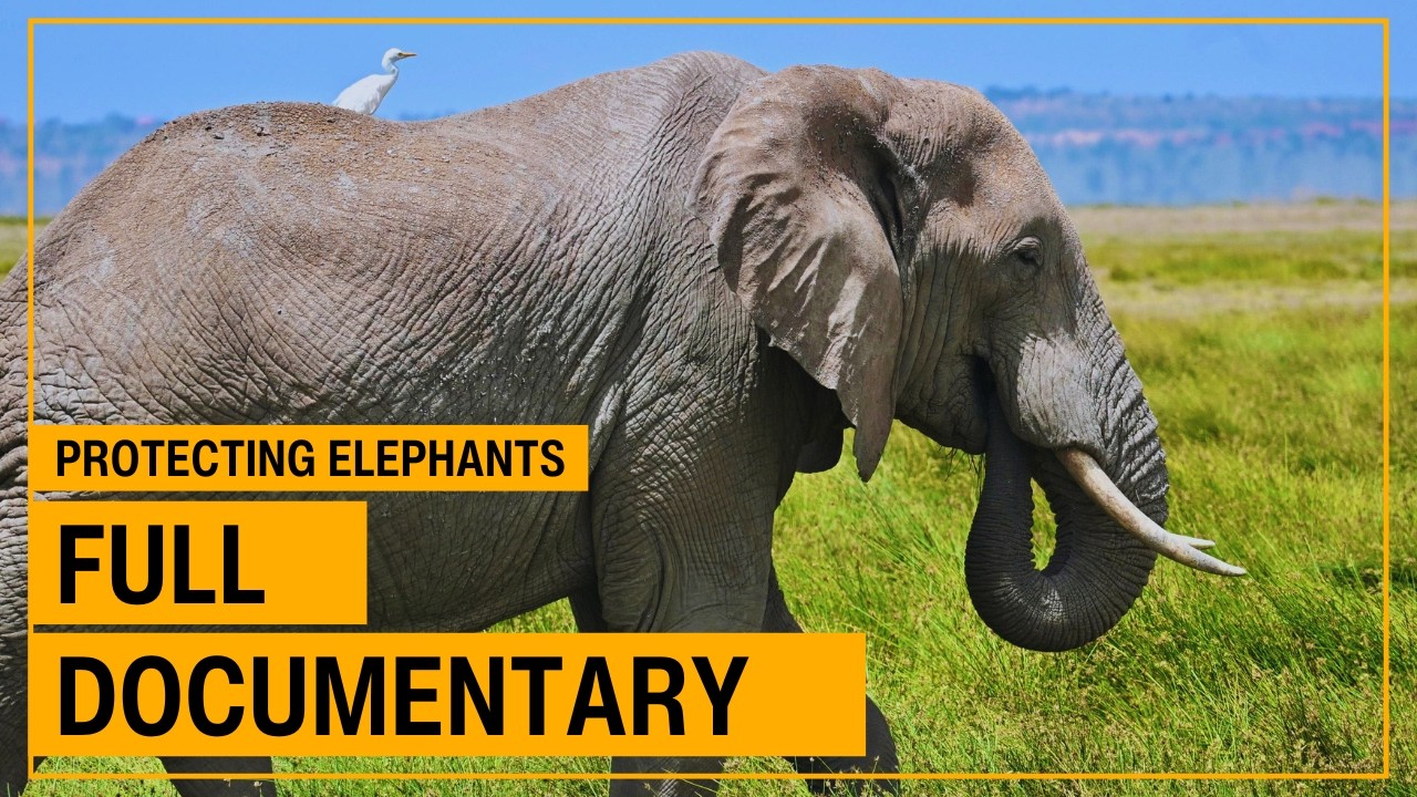 PROTECTING THE ELEPHANTS – The Power of Traceability