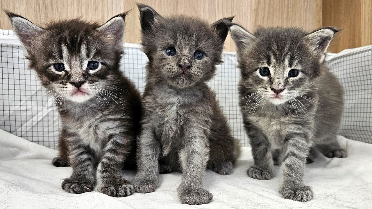 The Kitten Squad That Will Melt Your Heart!