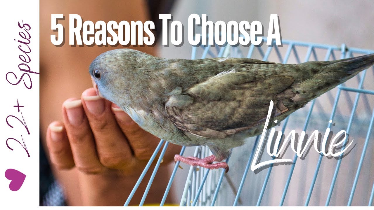5 Awesome Things That Will Make You Choose A #Linnie! #parrot_bliss