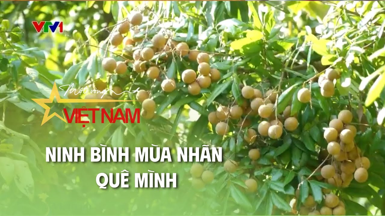 Ninh Bình mùa nhãn quê mình |  S - Việt Nam | Thời báo VTV