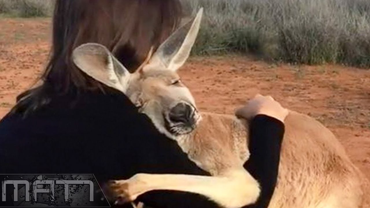 7 MOST AMAZING ANIMAL RESCUES CAUGHT ON CAMERA - Inspiring heart touching rescues