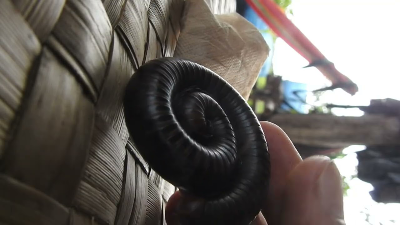 Closely look millipedes Part 4