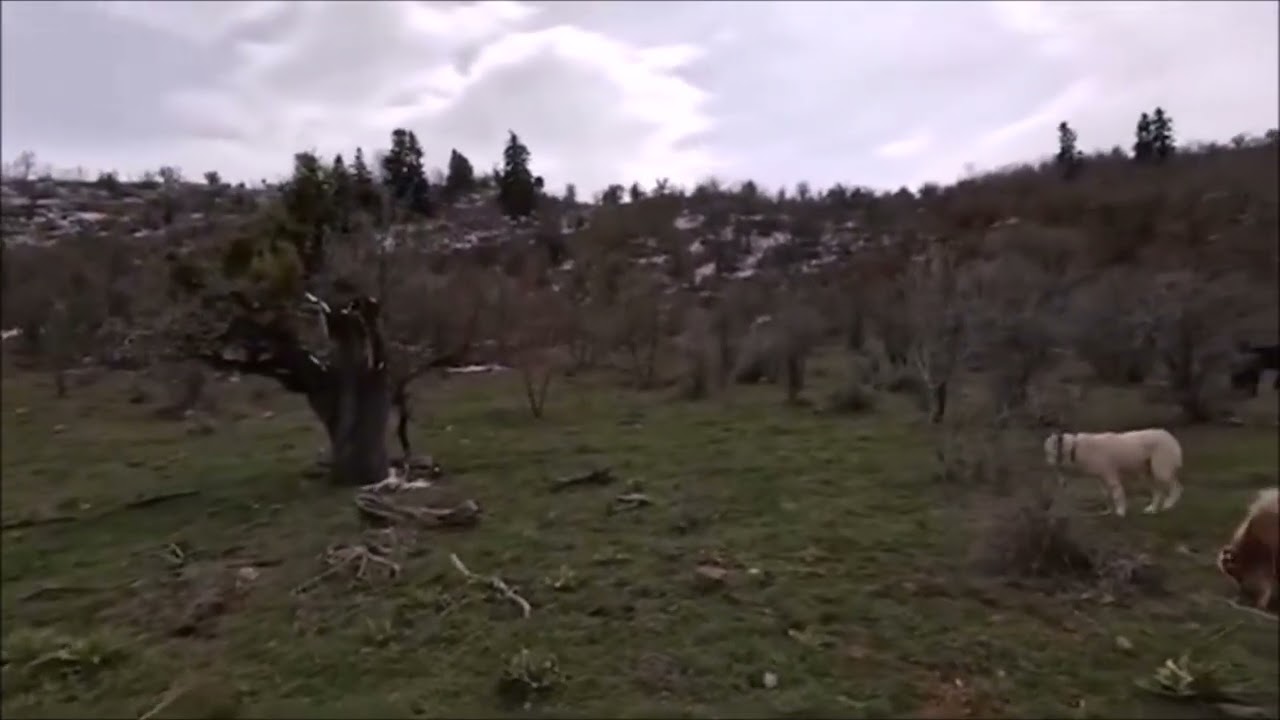 Zalım Gurbetin Elinde _ Rahmi Aydın