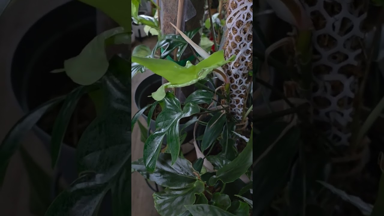Last plant reflection of 2025 